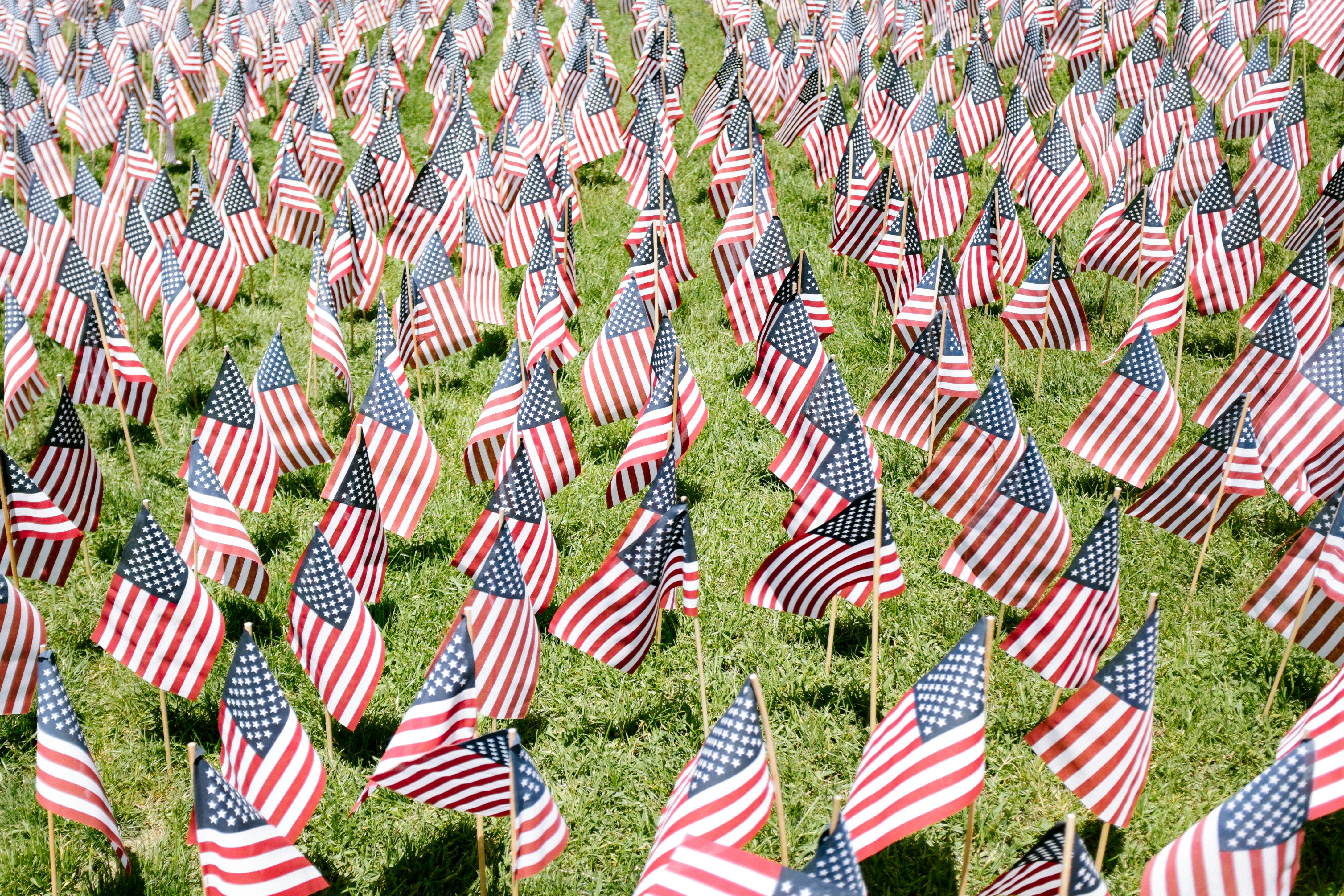 Many american flags in a field